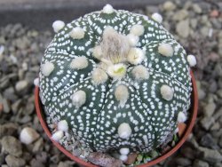 Astrophytum Z Jasenné pot 5,5 cm - 12405768