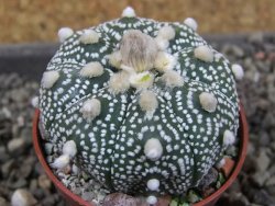 Astrophytum Z Jasenné pot 5,5 cm - 12405769