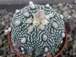 Astrophytum Z Jasenné pot 5,5 cm - 12405770