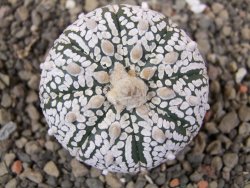 Astrophytum Super Kabuto pot 5,5 cm - 12405783