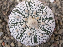 Astrophytum Super Kabuto pot 5,5 cm - 12405784