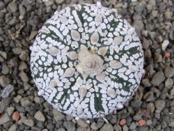 Astrophytum Super Kabuto pot 5,5 cm