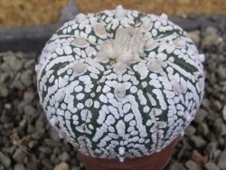 Astrophytum Super Kabuto pot 5,5 cm - 12405786
