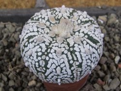 Astrophytum Super Kabuto pot 5,5 cm - 12405787