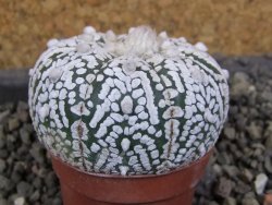 Astrophytum Super Kabuto pot 5,5 cm - 12405788
