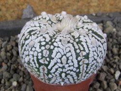 Astrophytum Super Kabuto pot 5,5 cm - 12405789