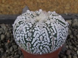 Astrophytum Super Kabuto pot 5,5 cm - 12405790