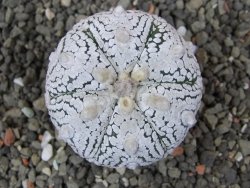Astrophytum Super Kabuto pot 5,5 cm - 12405791
