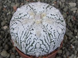 Astrophytum Super Kabuto pot 5,5 cm - 12405793
