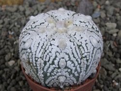 Astrophytum Super Kabuto pot 5,5 cm - 12405794