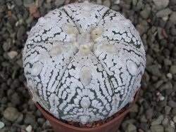 Astrophytum Super Kabuto pot 5,5 cm - 12405795