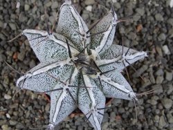Astrophytum Dinosaur X ornatum pot 5,5 cm - 12405796