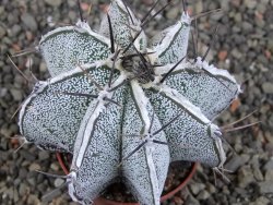Astrophytum Dinosaur X ornatum pot 5,5 cm - 12405798