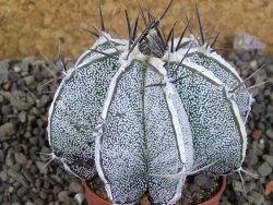 Astrophytum Dinosaur X ornatum pot 5,5 cm - 12405799