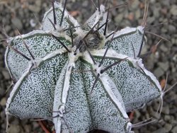 Astrophytum Dinosaur X ornatum pot 5,5 cm - 12405800