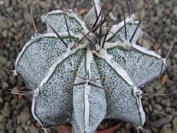 Astrophytum Dinosaur X ornatum pot 5,5 cm