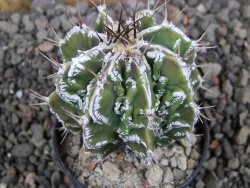 Astrophytum Dinosaur (fukurio hannya) pot 5,5 cm - 12405802