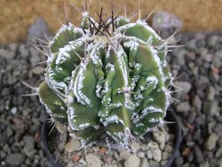 Astrophytum Dinosaur (fukurio hannya) pot 5,5 cm