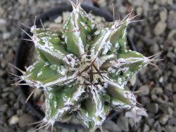 Astrophytum Dinosaur (fukurio hannya) pot 5,5 cm - 12405805