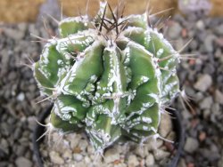Astrophytum Dinosaur (fukurio hannya) pot 5,5 cm - 12405806