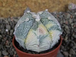 Astrophytum Z Jasenné variegata, 5,5 cm - 12405814