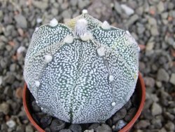 Astrophytum Z Jasenné variegata, 5,5 cm - 12405816
