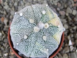 Astrophytum Z Jasenné variegata, 5,5 cm - 12405817