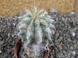 Astrophytum caput medusae X Ferocactus - chimera pot 5,5 cm - 12405819