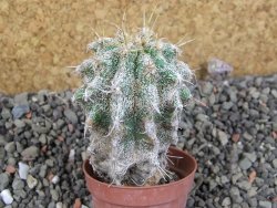 Astrophytum caput medusae X Ferocactus - chimera pot 5,5 cm