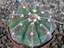 Gymnocalycium vatteri, pot 5,5 cm - 12405822
