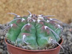 Gymnocalycium vatteri, pot 5,5 cm - 12405824
