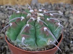 Gymnocalycium vatteri, pot 5,5 cm - 12405825