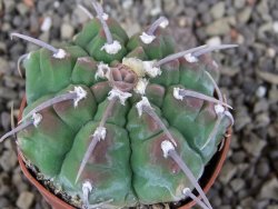 Gymnocalycium vatteri, pot 5,5 cm - 12405826