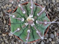 Gymnocalycium vatteri, pot 5,5 cm - 12405827
