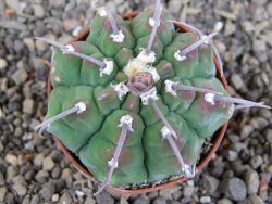 Gymnocalycium vatteri, pot 5,5 cm - 12405828