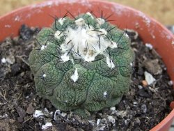 Copiapoa hypogea Lizard skin pot 8,5 cm - 12405829
