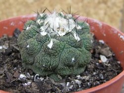 Copiapoa hypogea Lizard skin pot 8,5 cm - 12405830