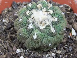 Copiapoa hypogea Lizard skin pot 8,5 cm - 12405832