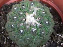 Copiapoa hypogea Lizard skin pot 8,5 cm - 12405834
