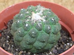 Copiapoa hypogea Lizard skin pot 8,5 cm - 12405835