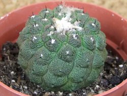 Copiapoa hypogea Lizard skin pot 8,5 cm - 12405836