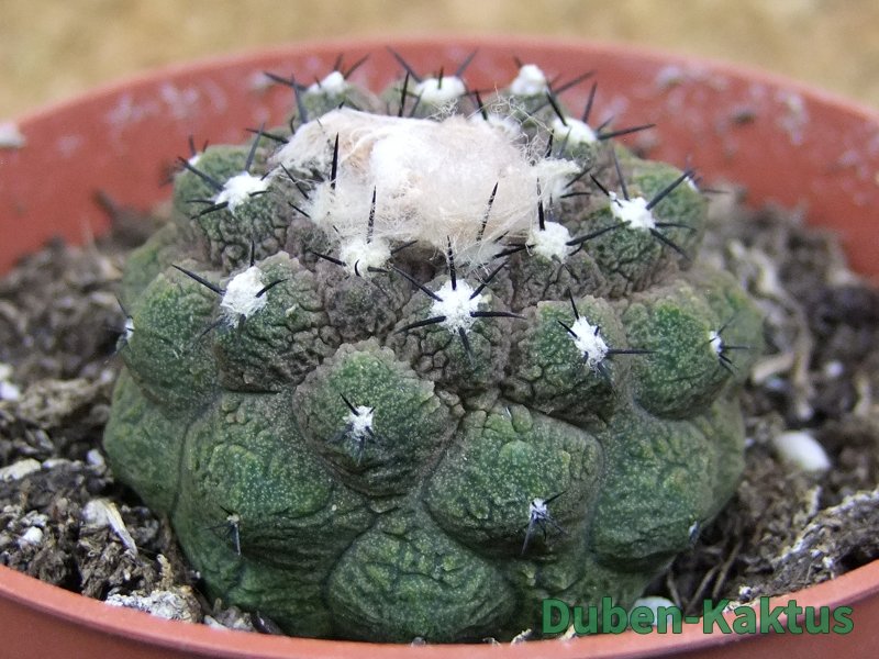 Copiapoa hypogea Lizard skin pot 8,5 cm
