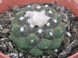 Copiapoa hypogea Lizard skin pot 8,5 cm - 12405838