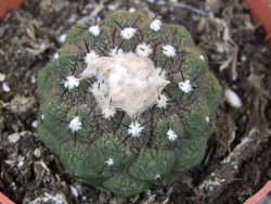 Copiapoa hypogea Lizard skin pot 8,5 cm - 12405840