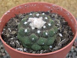 Copiapoa hypogea Lizard skin pot 8,5 cm - 12405841