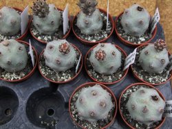 Tephrocactus calvus, pot 5,5 cm - 12405846