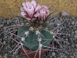 Gymnocalycium armatum LH 1431 Pajcho Centro, Tarija, pot 7 cm - 12405852