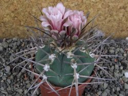 Gymnocalycium armatum LH 1431 Pajcho Centro, Tarija, pot 7 cm - 12405853
