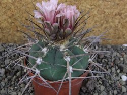 Gymnocalycium armatum LH 1431 Pajcho Centro, Tarija, pot 7 cm - 12405854