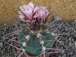 Gymnocalycium armatum LH 1431 Pajcho Centro, Tarija, pot 7 cm - 12405856